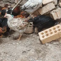 جوجه|حیوانات مزرعه|مشهد, شهید قربانی|دیوار