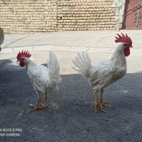 فروش دو عدد خروس سفید