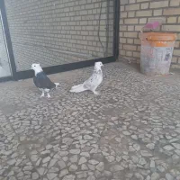 کبوتر شازده هما
