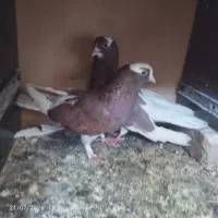 مرغ کبوتر