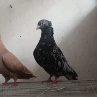 ‌کفتر سار کاکلی و زرد کاکلی