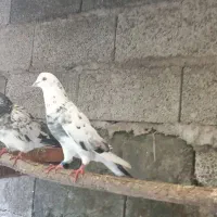 کبوتر