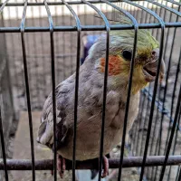 عروس هلندی درجه یک