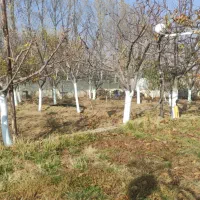 هرس تخصصی درختان میوه  توسط دکتری کشاورزی