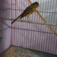 سرخ نر