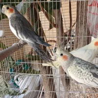 عروس هلندی با قفس و لانه