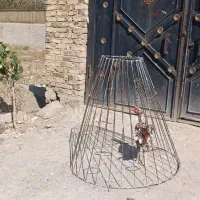 قفس کله قندی یا آفتاب گیر