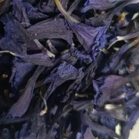 گل گاوزبون
