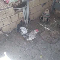 یک جفت مرغ و خروس گلین