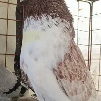 ۸ طوق کبوتر نر و ماده تکی پرش سنگین بعدازظهری