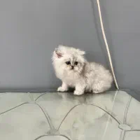 بریتیش چینچیلا سیلور لانگهیر