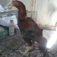 خروس لاری