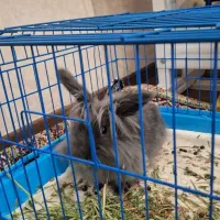 خرگوش لوپ