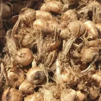 پیاز زعفران /انواع زعفران /کاشت زعفران