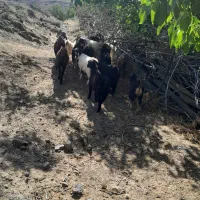 ۸راس بزغاله ماده