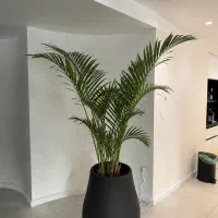 درخت یوکا و درخت اریکا