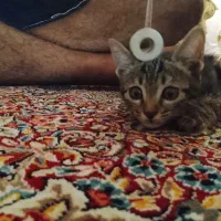 بچه گربه