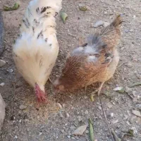 مرغ خروس