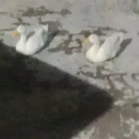 2 عدد اردک بزرگ برای فروش در شوش