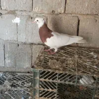 طوقی|پرنده|ملکان, |دیوار