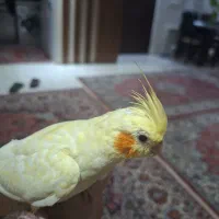 عروس هلندی دستی همراه قفس