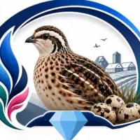 تخم بلدرچین نطفه دار تعداد محدود