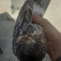 کبوتر سرور