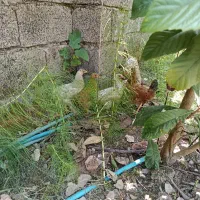 جوجه مرغ و خروس
