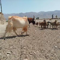 تکه نربز تخمی