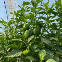 کارگر حرفه ای برای کار در گلخاته
