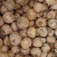 موسیر داری اسنم