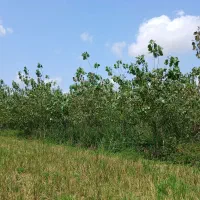 زمین-428-متر-با-150-اصله-درخت-صنوبر-سه-ساله
