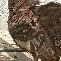 بوقلمون تخمی ماده