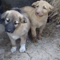 توله سگ سرابی