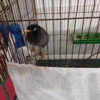 مرغ مینا سخنکو رام