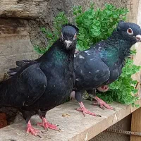 جفت زنحی فر کاکل خاصا