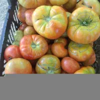 گوجه سرحد .سادات دلی مو