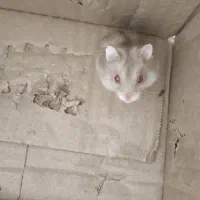 همستر|موش و خرگوش|فولادشهر, A3|دیوار