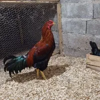 خروس لاری اصل