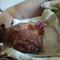 مرغ کرک محلی اصل رو تخم