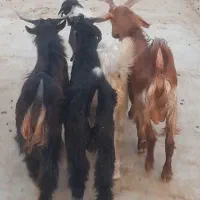 کهره نر