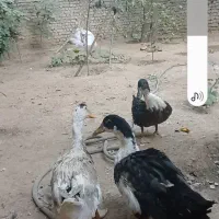 اوردک تخم گذار