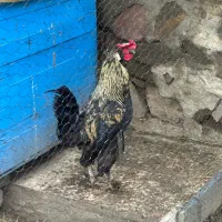 خروس و اردک