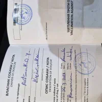 فروشی|سگ|رفسنجان, |دیوار