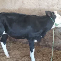 گوساله ماده سمینتال