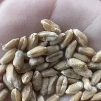 گندم رقم خارجی تناژ عالی
