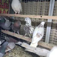 کفتر|پرنده|نظرآباد, رسالت|دیوار