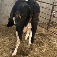 گاوشیری|حیوانات مزرعه|بوئین زهرا, |دیوار