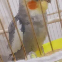 عروس هلندی سخنگو پر حرف