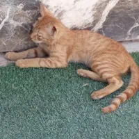 گربه